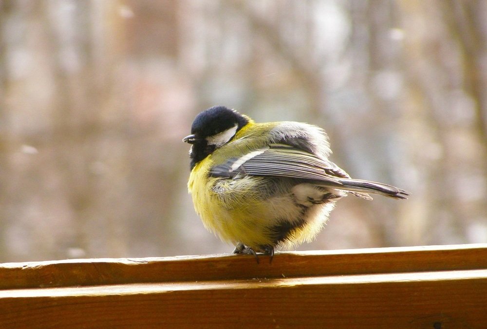 Photograph by Любовь Новикова