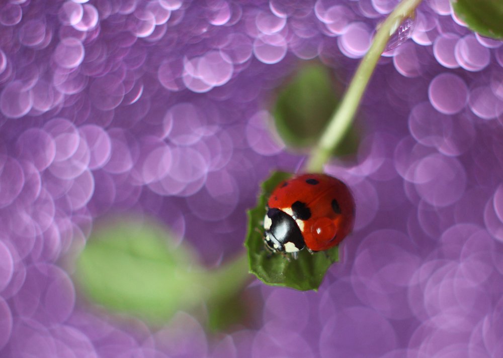 Фотография автора Анна Кравченко