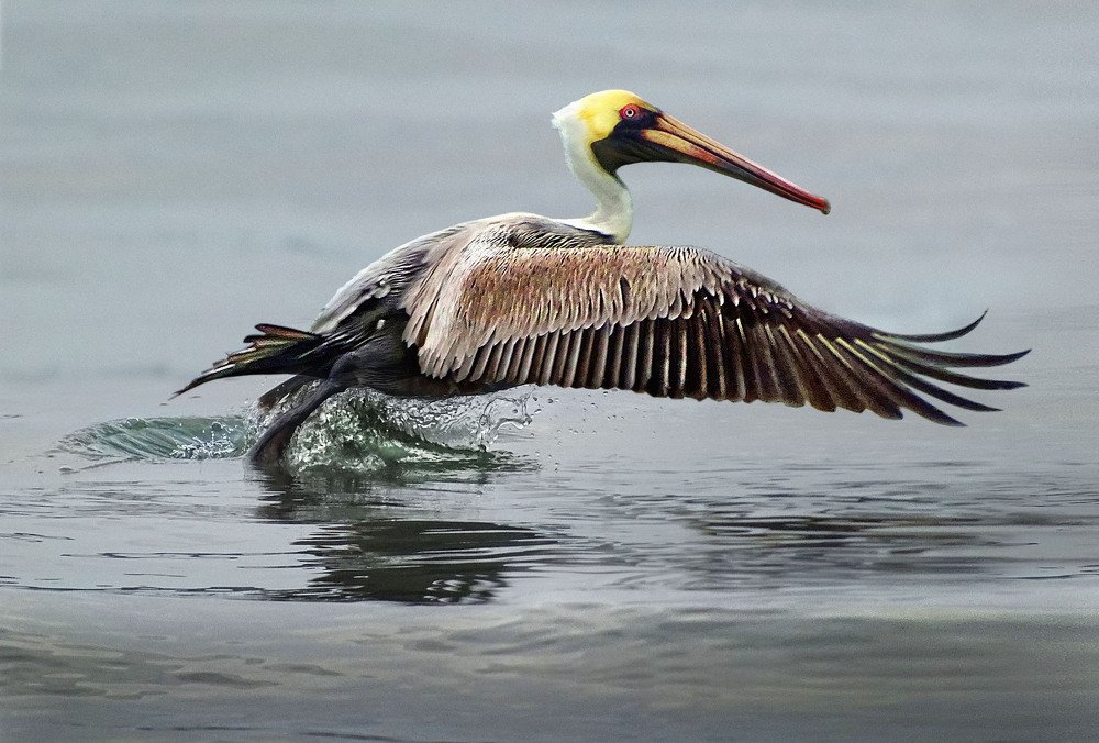 Photograph by Eduardo Modolo