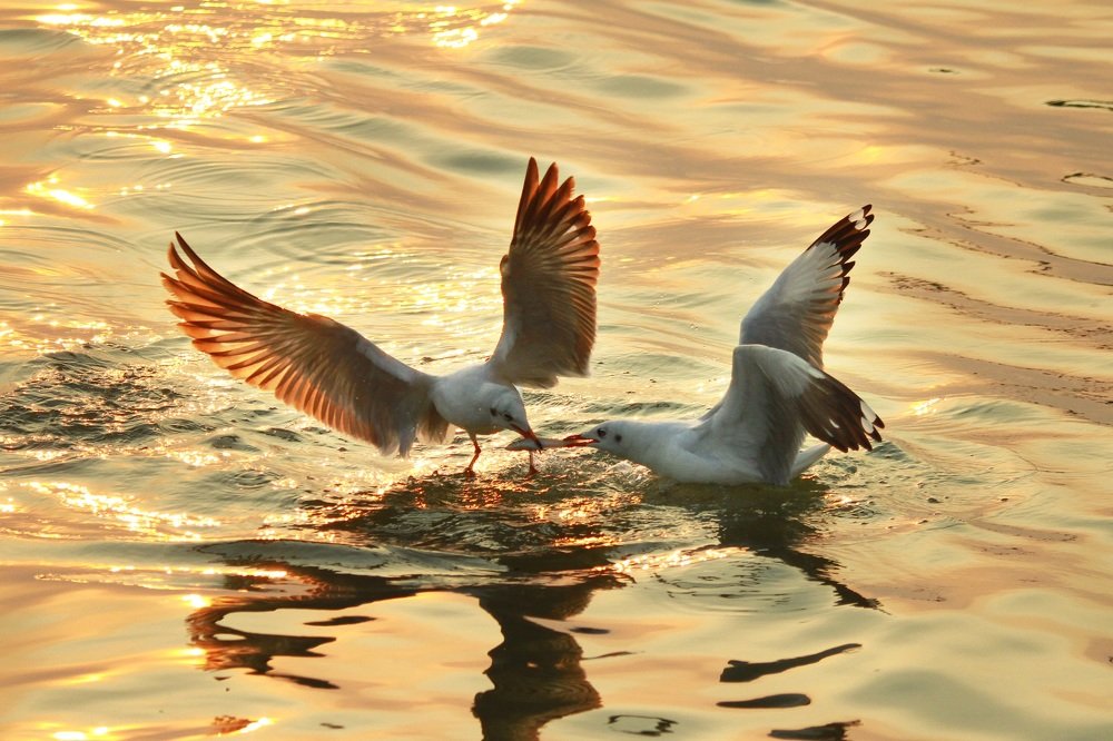 Photograph by nguyên trương