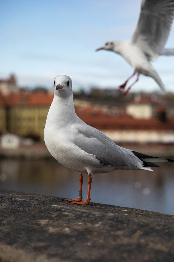 Фотография автора Мария Сурмачева