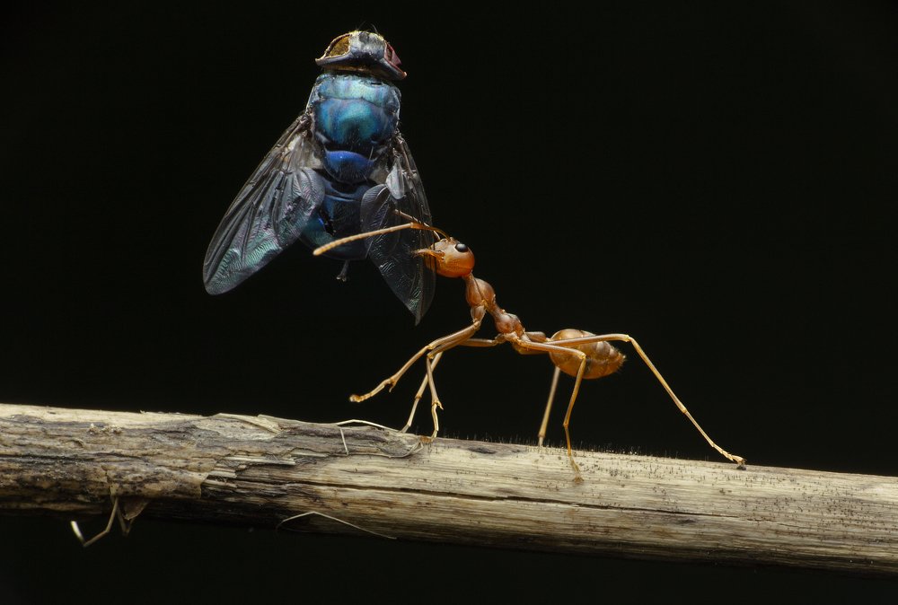 || WEIGHT LIFTING ||