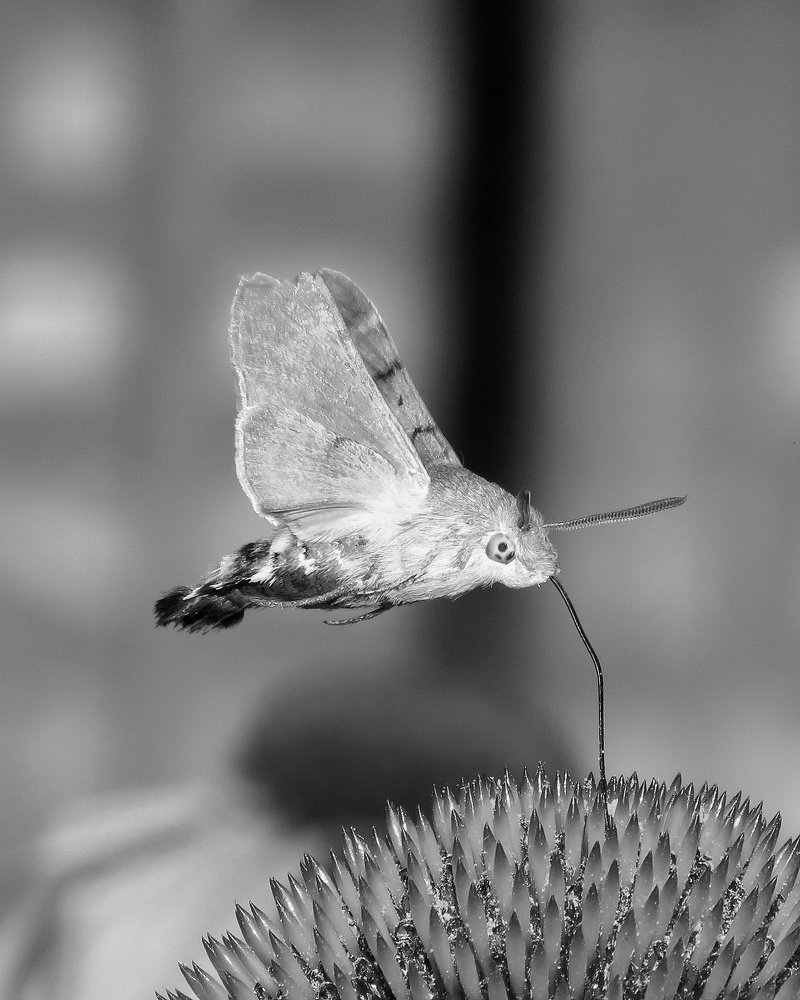 Photograph by Amin Ghaffarian