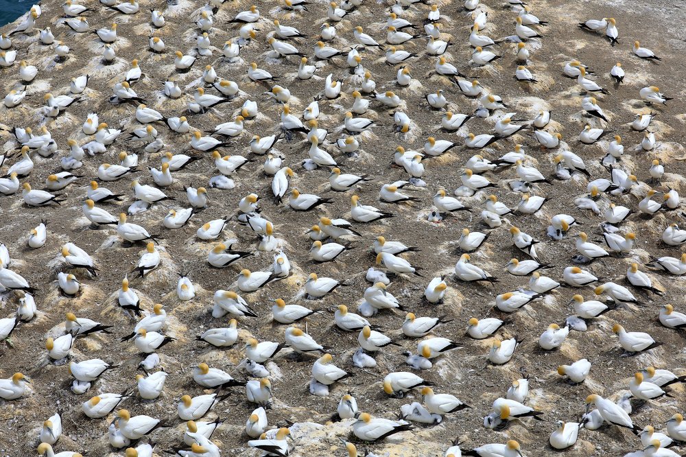 Gannets nesting grounds