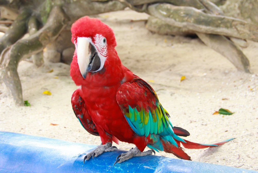 Photograph by Larisa Korsikova