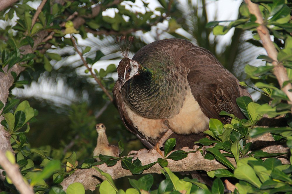 Photograph by Larisa Korsikova