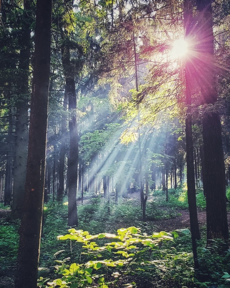 Sunlight