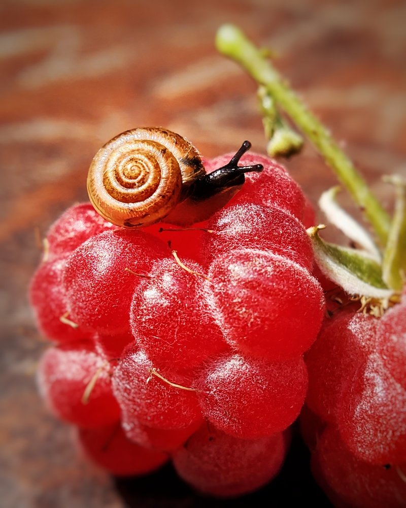 Little snail