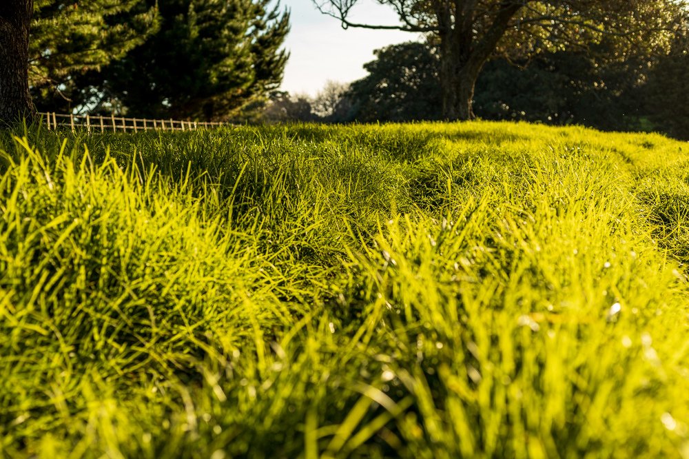 Photograph by Dewald