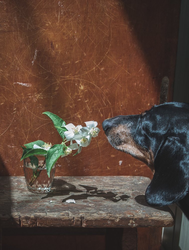 Фотография автора Дарина