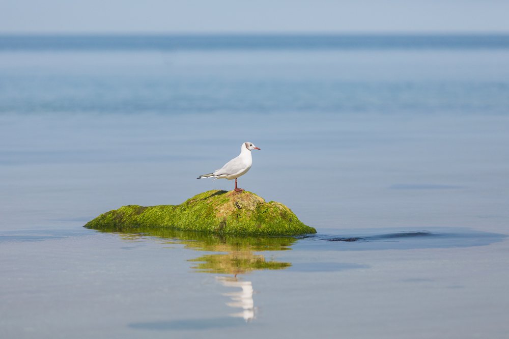 Островок жизни