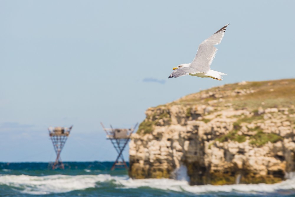 Чайка во время шторма