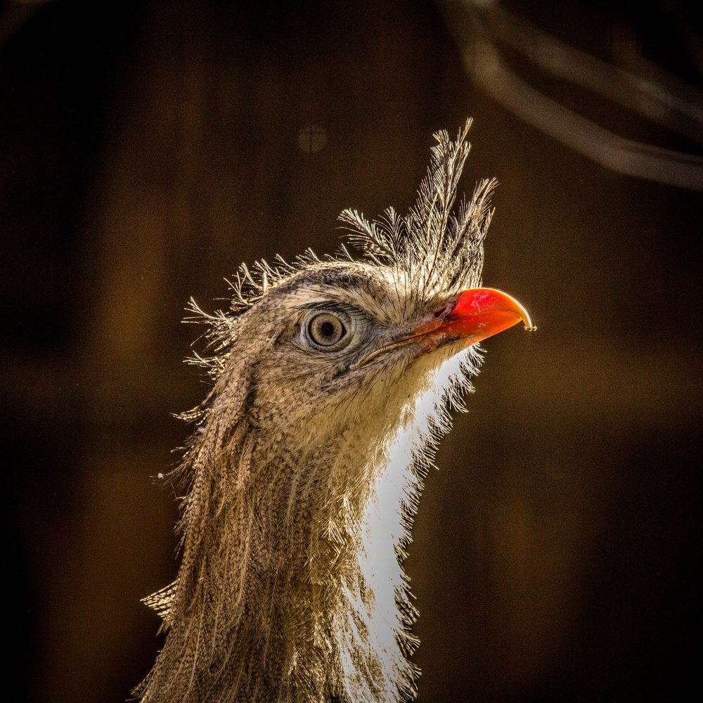 Photograph by Radoslav Strestik