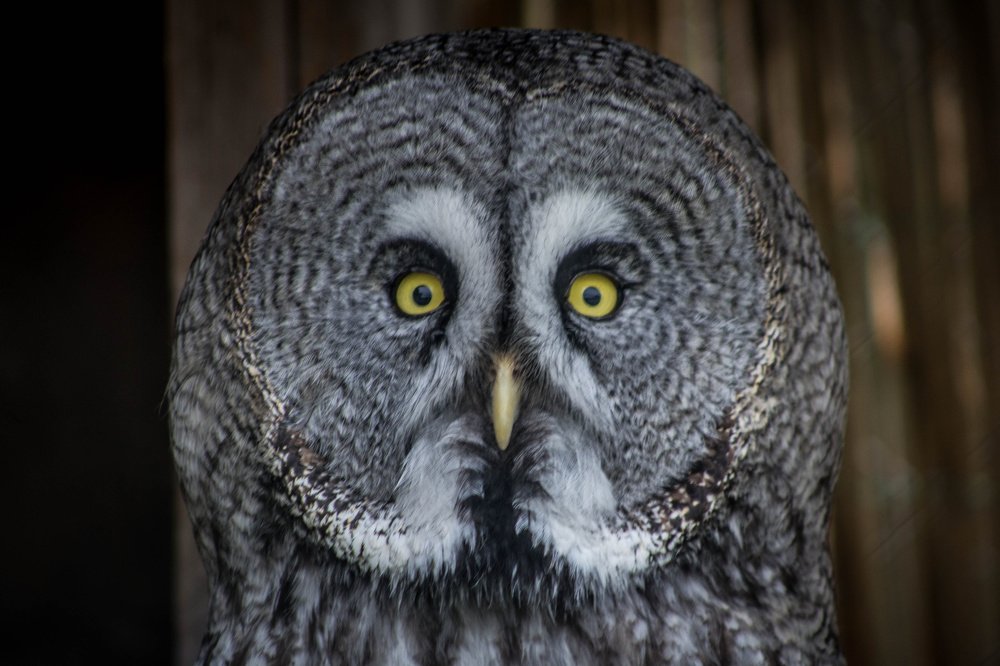 Photograph by Radoslav Strestik