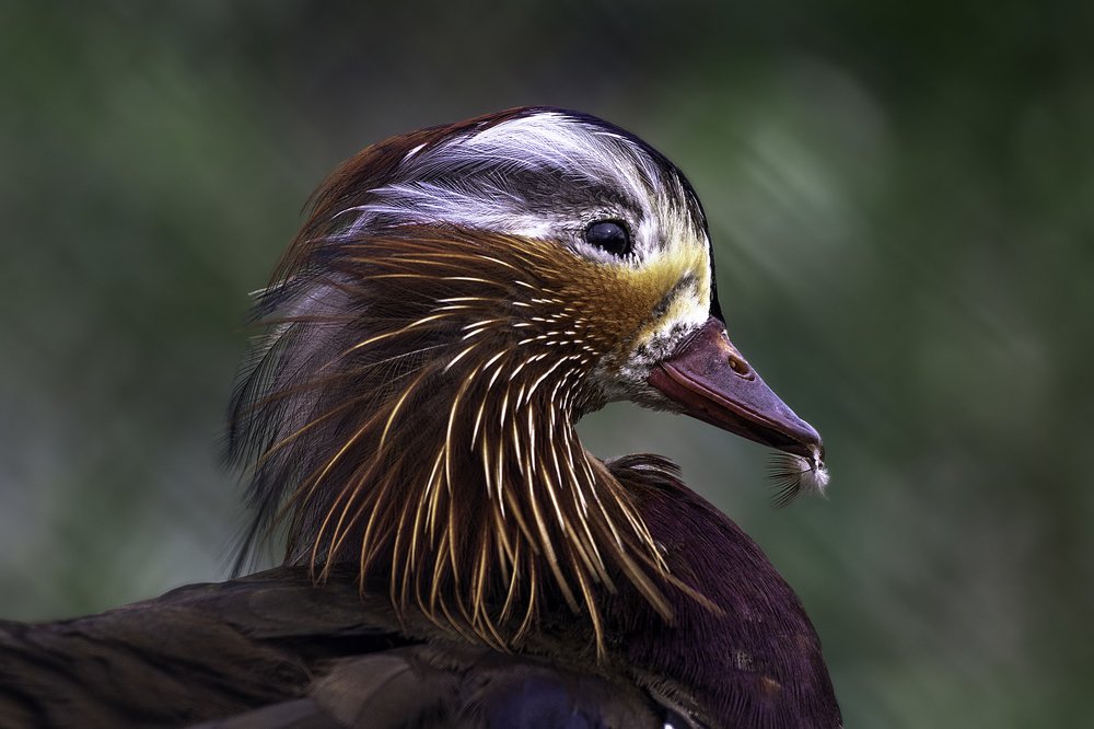 Мандаринка