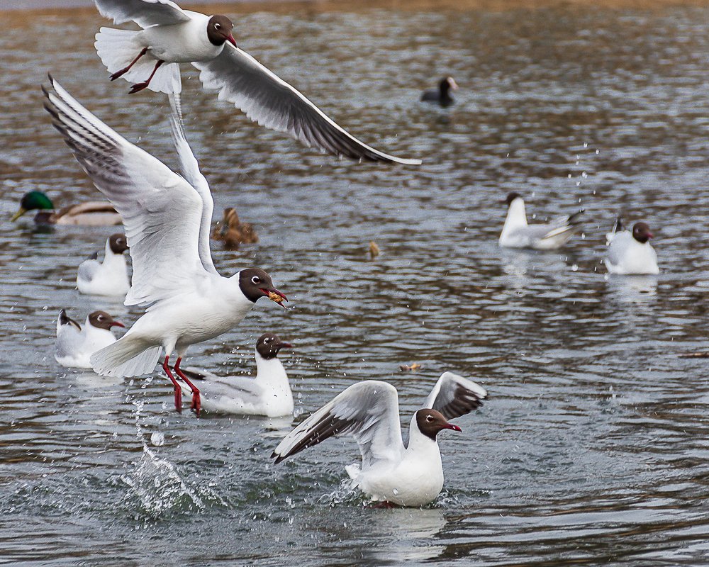 Photograph by Елена Стещенко