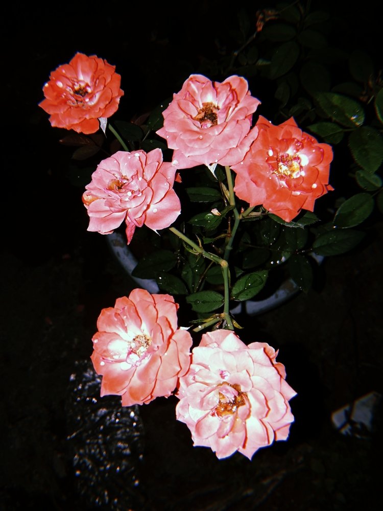 roses
