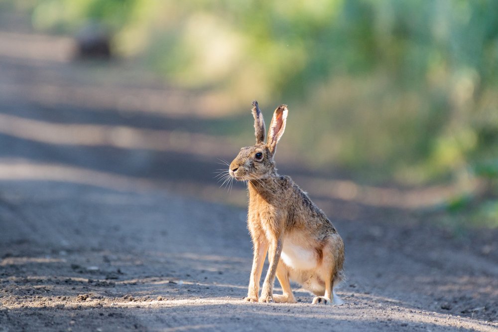 Заяц-русак в лучах утреннего солнца