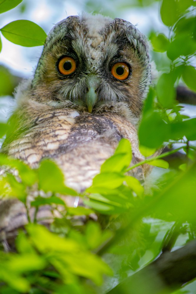 Молодая ушастая сова