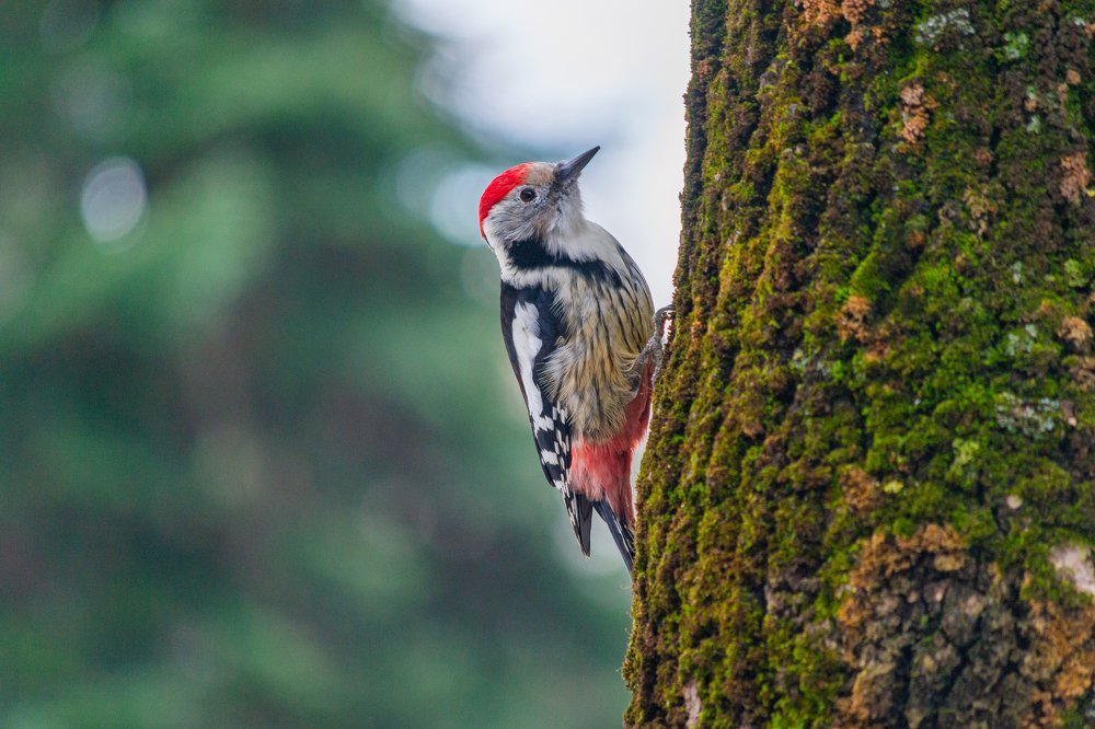 Фотография автора Денис Гаврицков