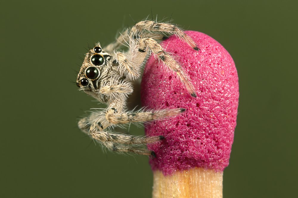 Photograph by Shams Vida