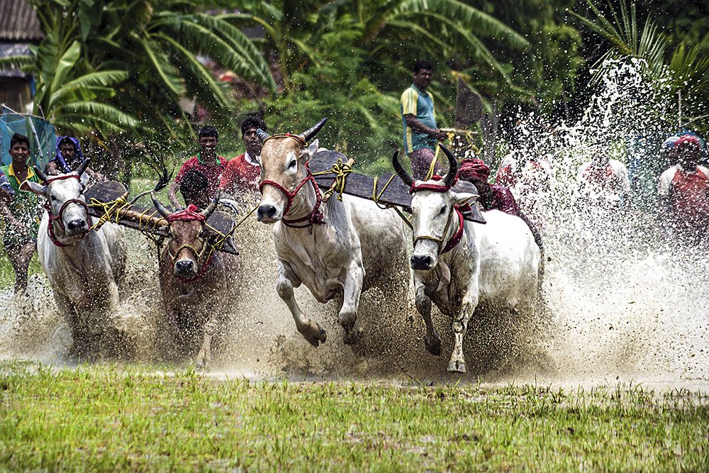 Photograph by Sudipta Das