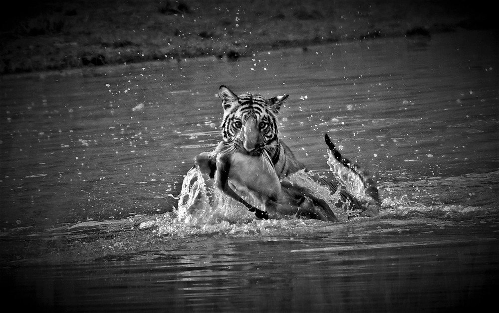 Photograph by Nirmalya Chakraborty