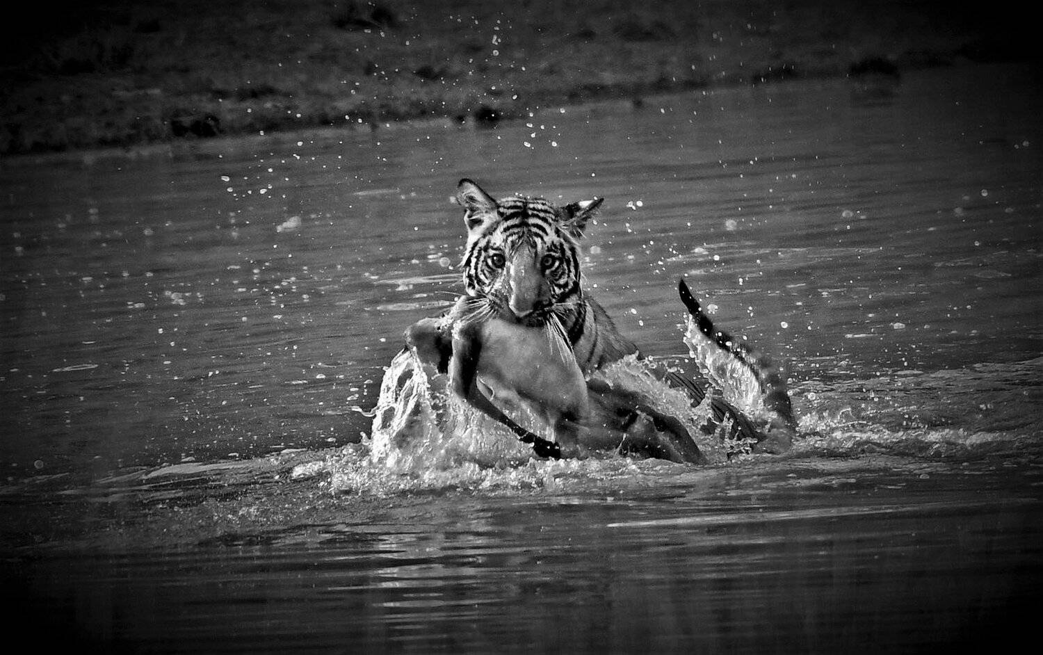 Фотография #4890360