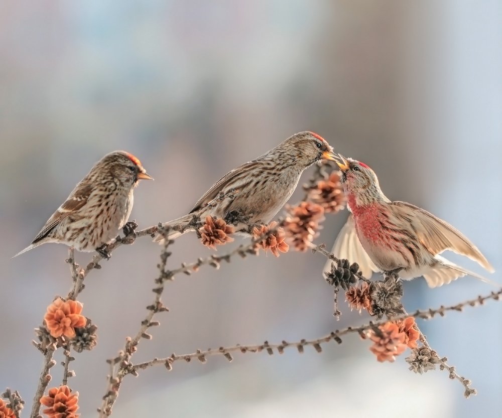 Чечетки. 3-й лишний