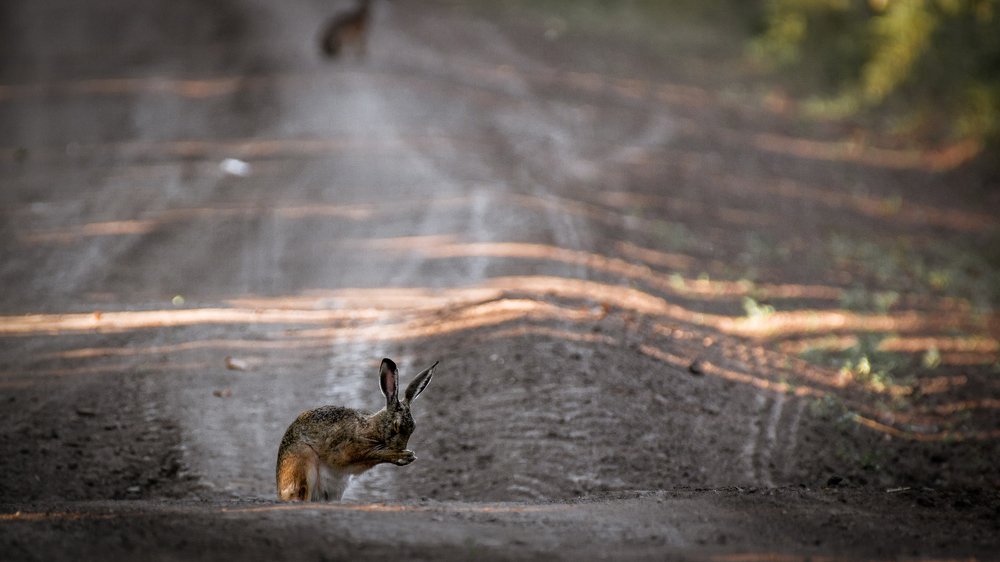 Фотография автора Денис Гаврицков