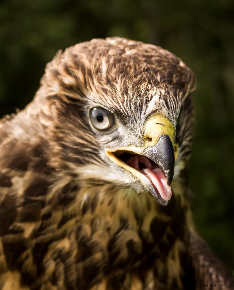 Photograph by Алексей Герасимов