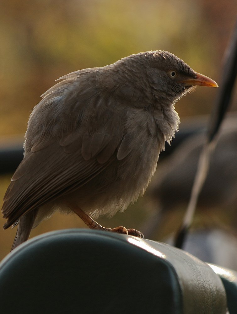 Photograph by Dhimant Vyas