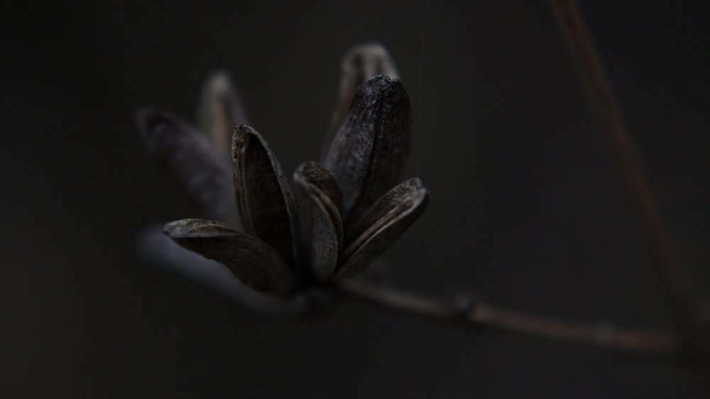 Photograph by Михаил Алещенков