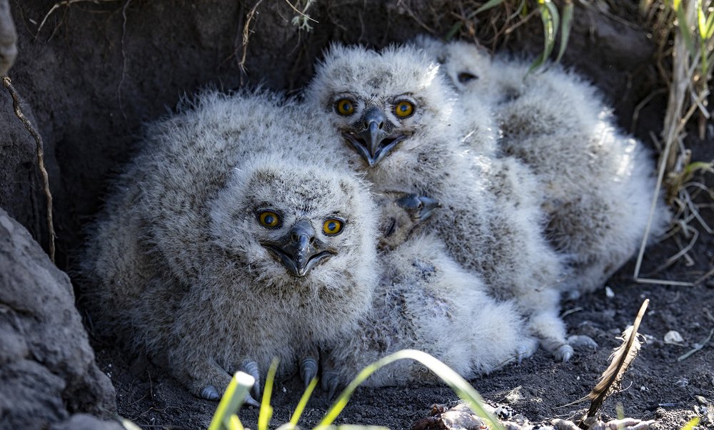Пушистая компания с горящими глазами