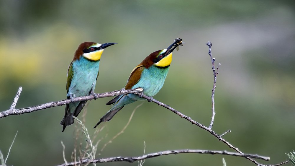 Дай попробовать