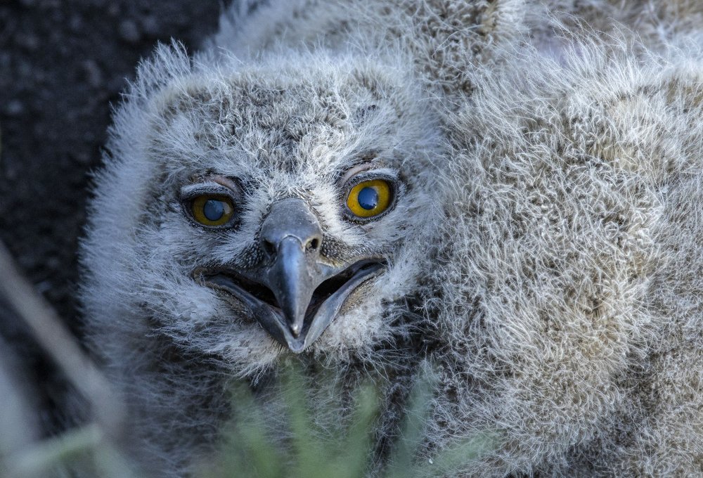 Хищный взгляд