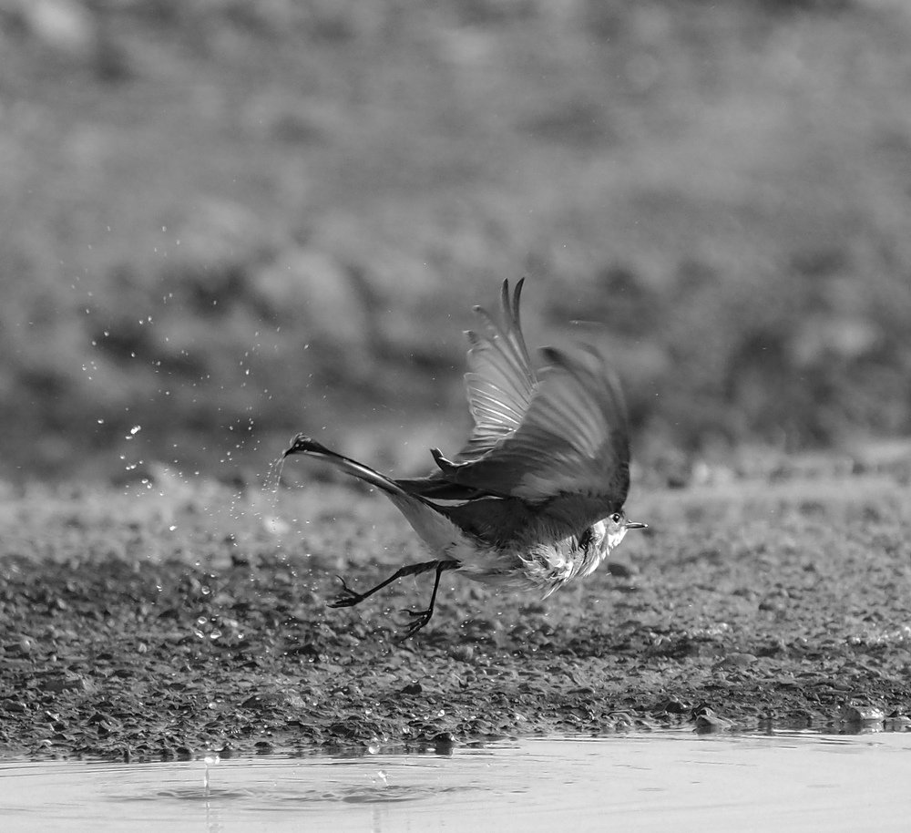 Photograph by Светлана Шибаршина