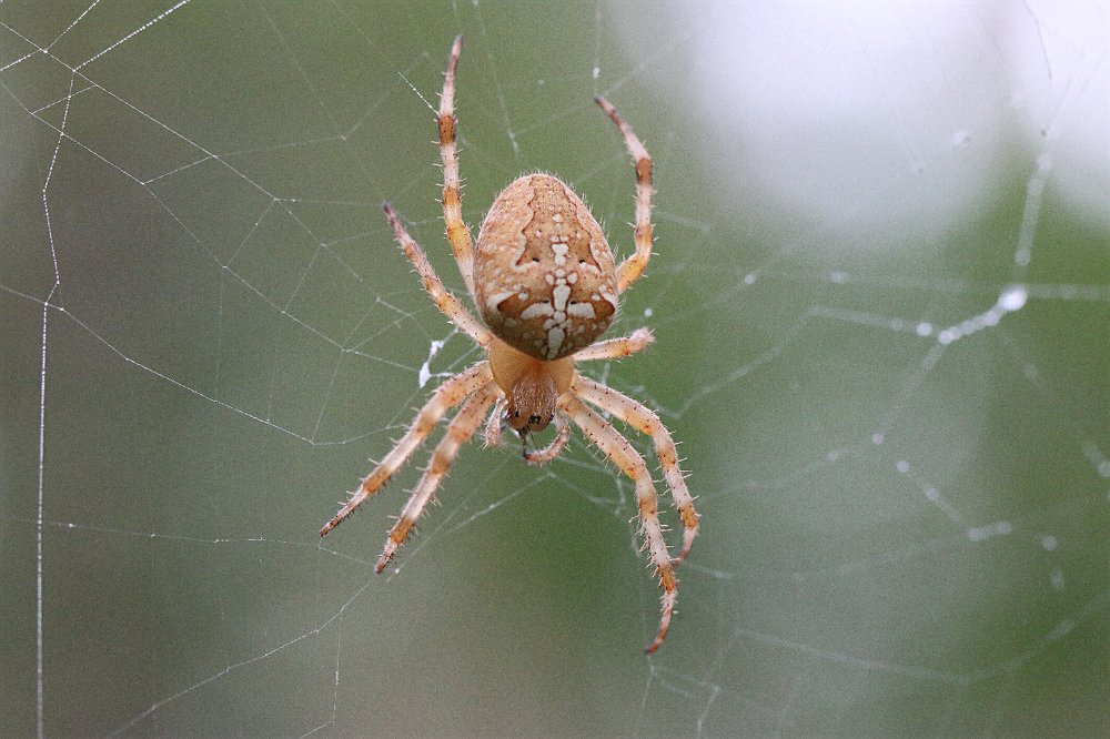 Photograph by Алексей Федулов