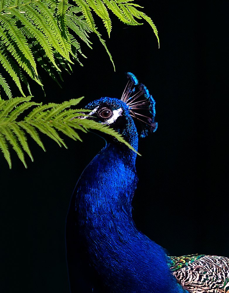 Photograph by Vera Konstantinovskaya