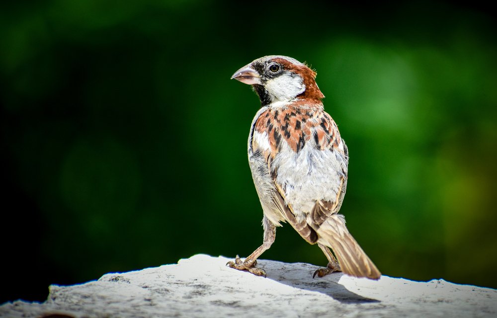 Don't come closer, I'll Jump