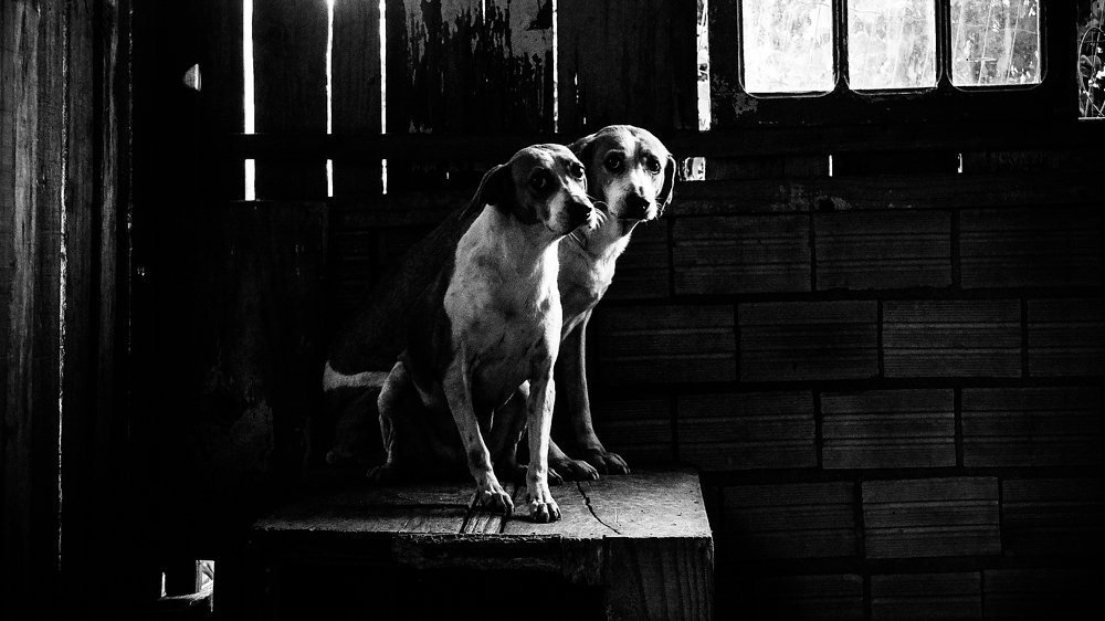 Photo #4890995