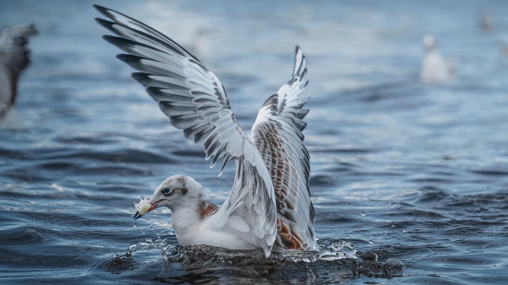 Photograph by Artem Khazov