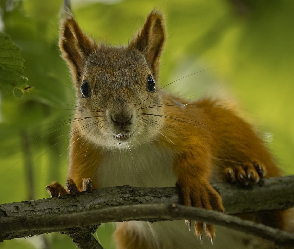 Белкина фотосессия