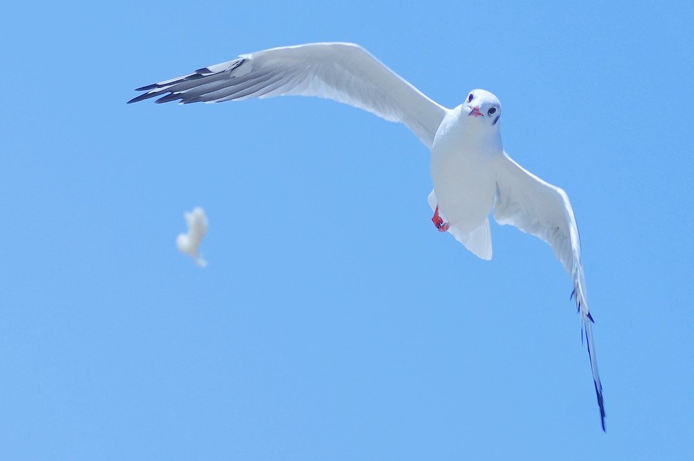 Photograph by Сергей Челахов