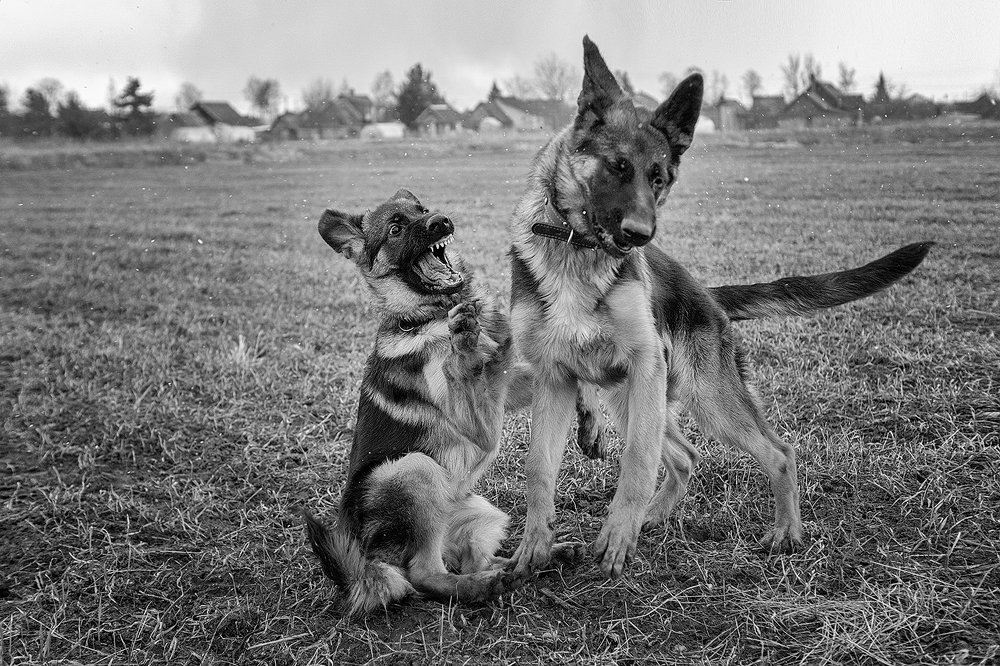 Photograph by Алёна Жаак