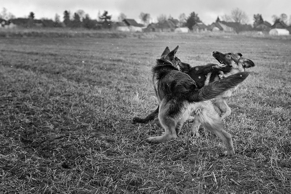 Photograph by Алёна Жаак