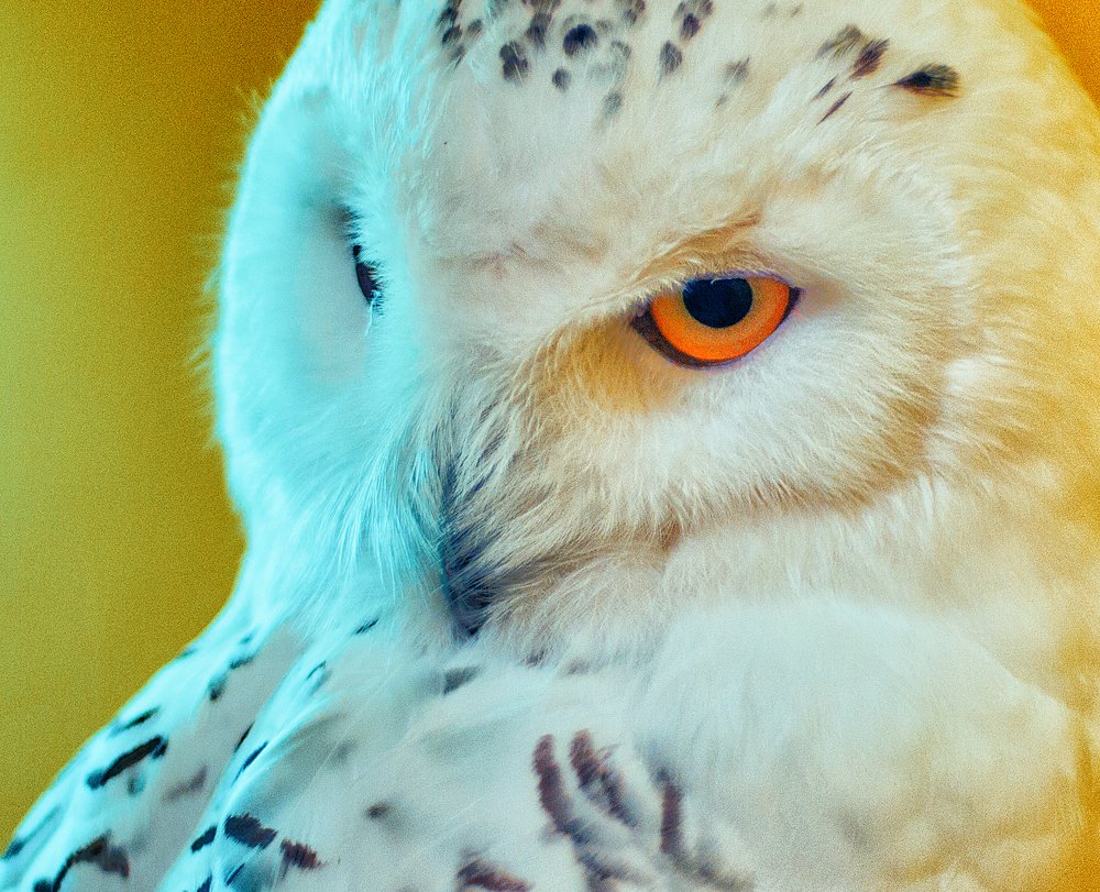 Snowy Owl