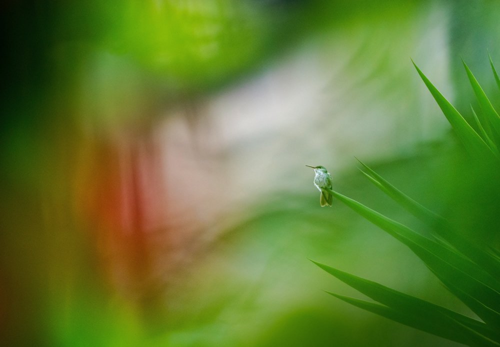 Photograph by gabriel serban