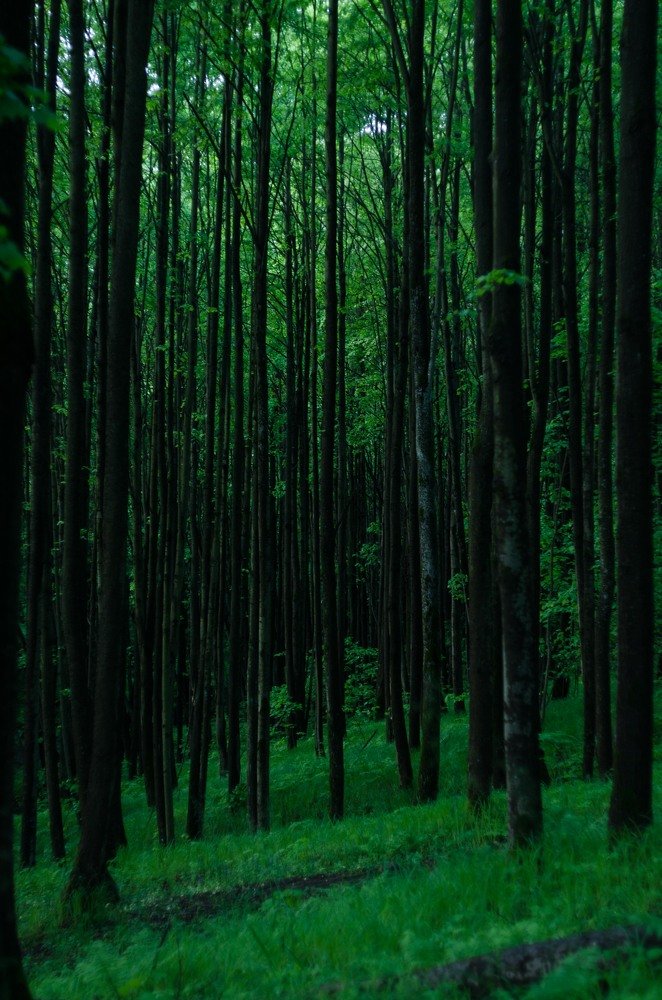 Photograph by Пётр Изосимов