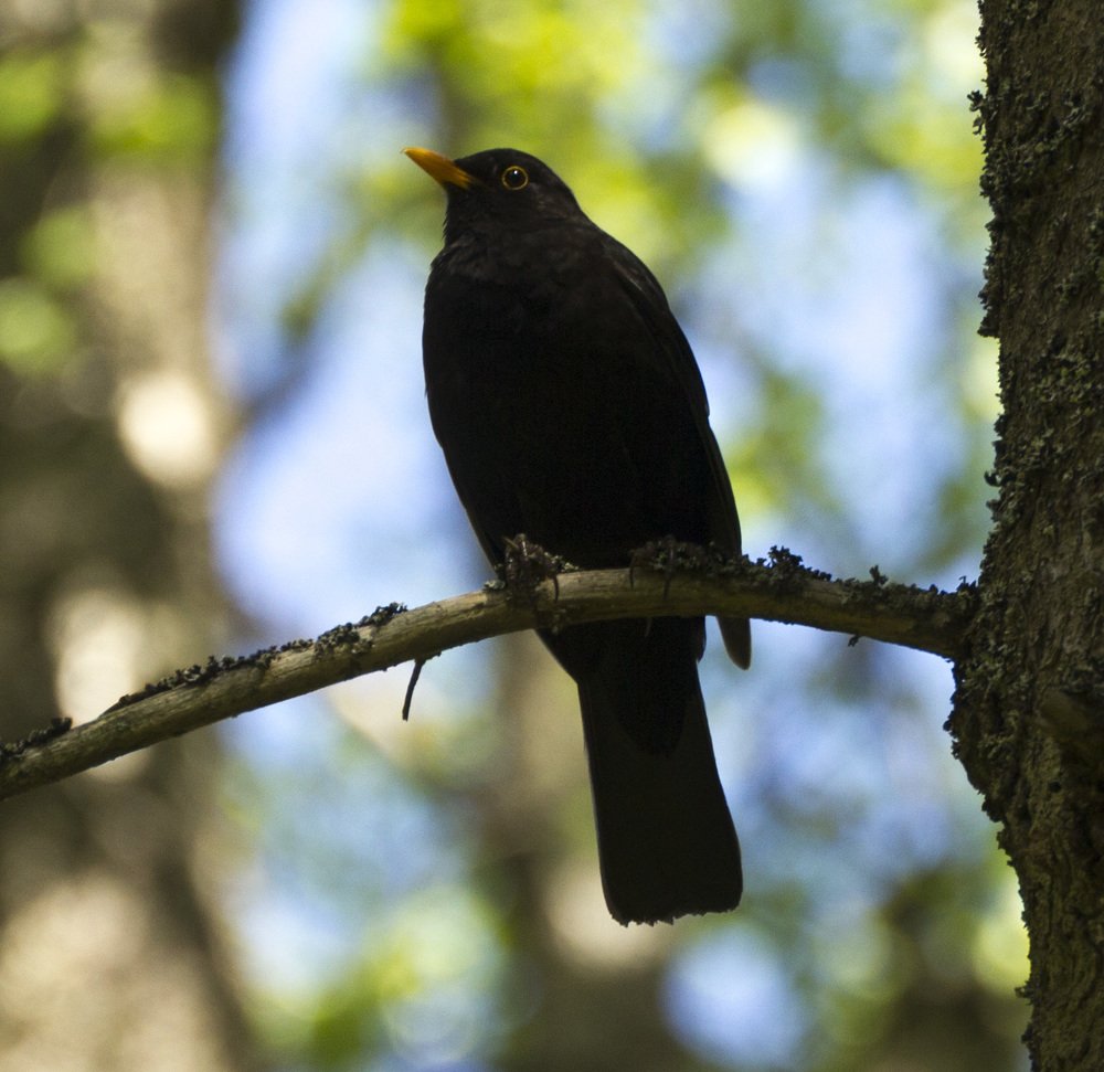 Черный дрозд